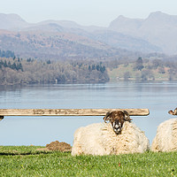 Buy canvas prints of Two Sheep, Lake District by Phil MacDonald