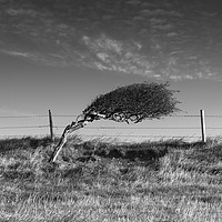 Buy canvas prints of Windswept Tree, Dorset by Phil MacDonald