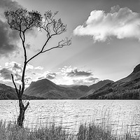 Buy canvas prints of Buttermere Tree, Lake District by Phil MacDonald