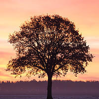 Buy canvas prints of Phoenix Tree, Sunrise on the Vale of York (UK) by Phil MacDonald