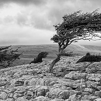 Buy canvas prints of Windblown Tree, Twistleton Scar in the Yorkshire D by Phil MacDonald
