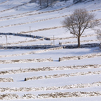 Buy canvas prints of Stone Walls in the Snow, Yorkshire Dales by Phil MacDonald