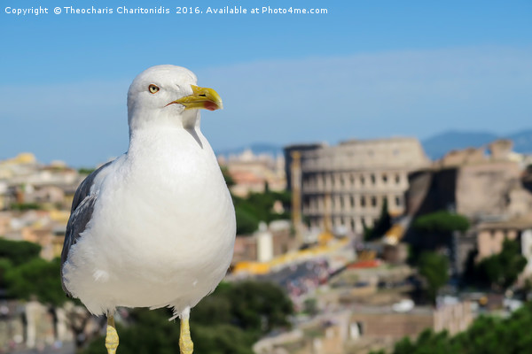 Seagull in Rome. Picture Board by Theocharis Charitonidis