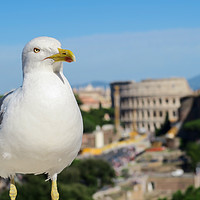 Buy canvas prints of Seagull in Rome. by Theocharis Charitonidis