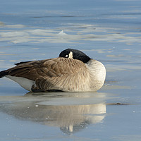 Buy canvas prints of Canada Goose resting on frozen lake by Merrimon Crawford