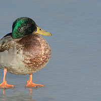 Buy canvas prints of Aging stately Mallard duck drake by Merrimon Crawford