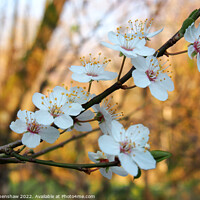 Buy canvas prints of Spring Blackthorn Flowers by Philip Openshaw