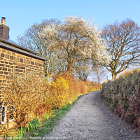 Buy canvas prints of Springtime Country Lane by Philip Openshaw