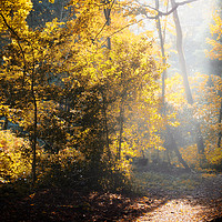 Buy canvas prints of Autumn Light by Philip Openshaw