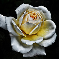 Buy canvas prints of White Rose - Yellow Centre  by Philip Openshaw