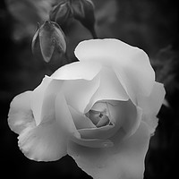 Buy canvas prints of Monochrome Rose by Philip Openshaw