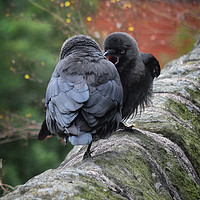 Buy canvas prints of Jackdaws by Philip Openshaw