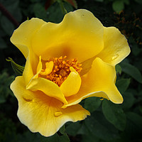 Buy canvas prints of Yellow Rose after the rain by Philip Openshaw