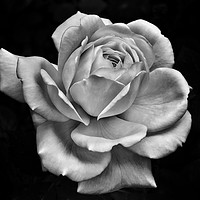 Buy canvas prints of White Rose on Dark by Philip Openshaw