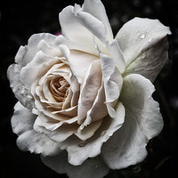 Buy canvas prints of Pale rose by Philip Openshaw