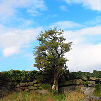Buy canvas prints of a single tree standing against an old stone wall  by Philip Openshaw