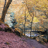 Buy canvas prints of autumn woodland with river and bridge in Hardcastl by Philip Openshaw