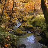 Buy canvas prints of golden autumn woodland and stream by Philip Openshaw
