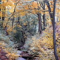 Buy canvas prints of autumn woodland in beautiful seasonal colors with  by Philip Openshaw