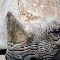 Buy canvas prints of close up portrait of a black rhinoceros by Philip Openshaw