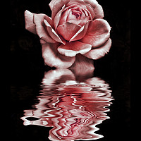 Buy canvas prints of pink reflected rose on black water by Philip Openshaw