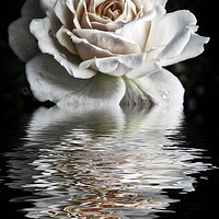 Buy canvas prints of Reflected White Rose by Philip Openshaw