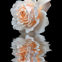 Buy canvas prints of pale white rose reflected on black water by Philip Openshaw