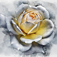 Buy canvas prints of watercolor painting of a large white rose with glo by Philip Openshaw