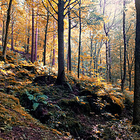Buy canvas prints of sunlit woodland in early autumn by Philip Openshaw