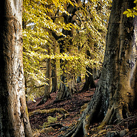 Buy canvas prints of between beech trees by Philip Openshaw