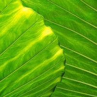 Buy canvas prints of bright green tropical vibrant leaf by Philip Openshaw