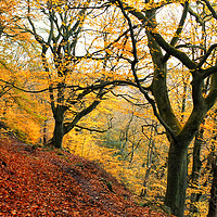 Buy canvas prints of late autumn beech forest colden valley by Philip Openshaw