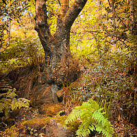 Buy canvas prints of ancient forest tree and fern by Philip Openshaw