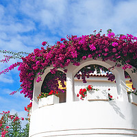 Buy canvas prints of white balconies and flowers -  orotava tenerife by Philip Openshaw