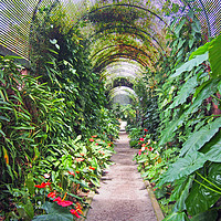 Buy canvas prints of tropical arched arbour by Philip Openshaw