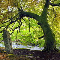 Buy canvas prints of tree and stone - blake dean by Philip Openshaw