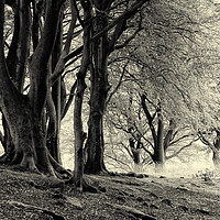 Buy canvas prints of monochrome imisty beech woodland by Philip Openshaw