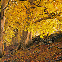 Buy canvas prints of autumn trees in crow nest woods by Philip Openshaw