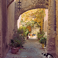 Buy canvas prints of Alleycat - Rhodes Town by Philip Openshaw