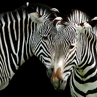 Buy canvas prints of two grevys zebras by Philip Openshaw