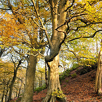 Buy canvas prints of stately autumn beech trees by Philip Openshaw