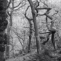 Buy canvas prints of twisted winter forest  by Philip Openshaw