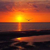Buy canvas prints of Seagull and Sunset - Blackpool by Philip Openshaw