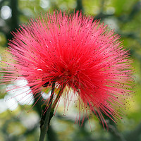 Buy canvas prints of bright pink mimosa by Philip Openshaw