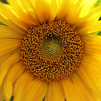 Buy canvas prints of glowing summer sunflower by Philip Openshaw