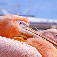 Buy canvas prints of  Pink pelicans in paphos harbour by Philip Openshaw
