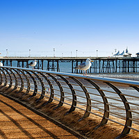 Buy canvas prints of seagulls perched on railings on the promenade in b by Philip Openshaw