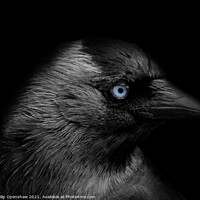 Buy canvas prints of Portrait of a jackdaw with head in profile with blue eyes on a black background by Philip Openshaw