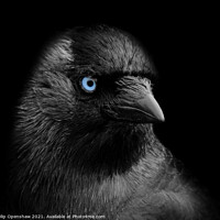 Buy canvas prints of Portrait of a jackdaw with blue eyes on a black background by Philip Openshaw