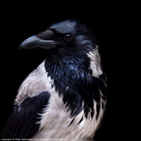 Buy canvas prints of Hooded Crow - Portrait by Philip Openshaw